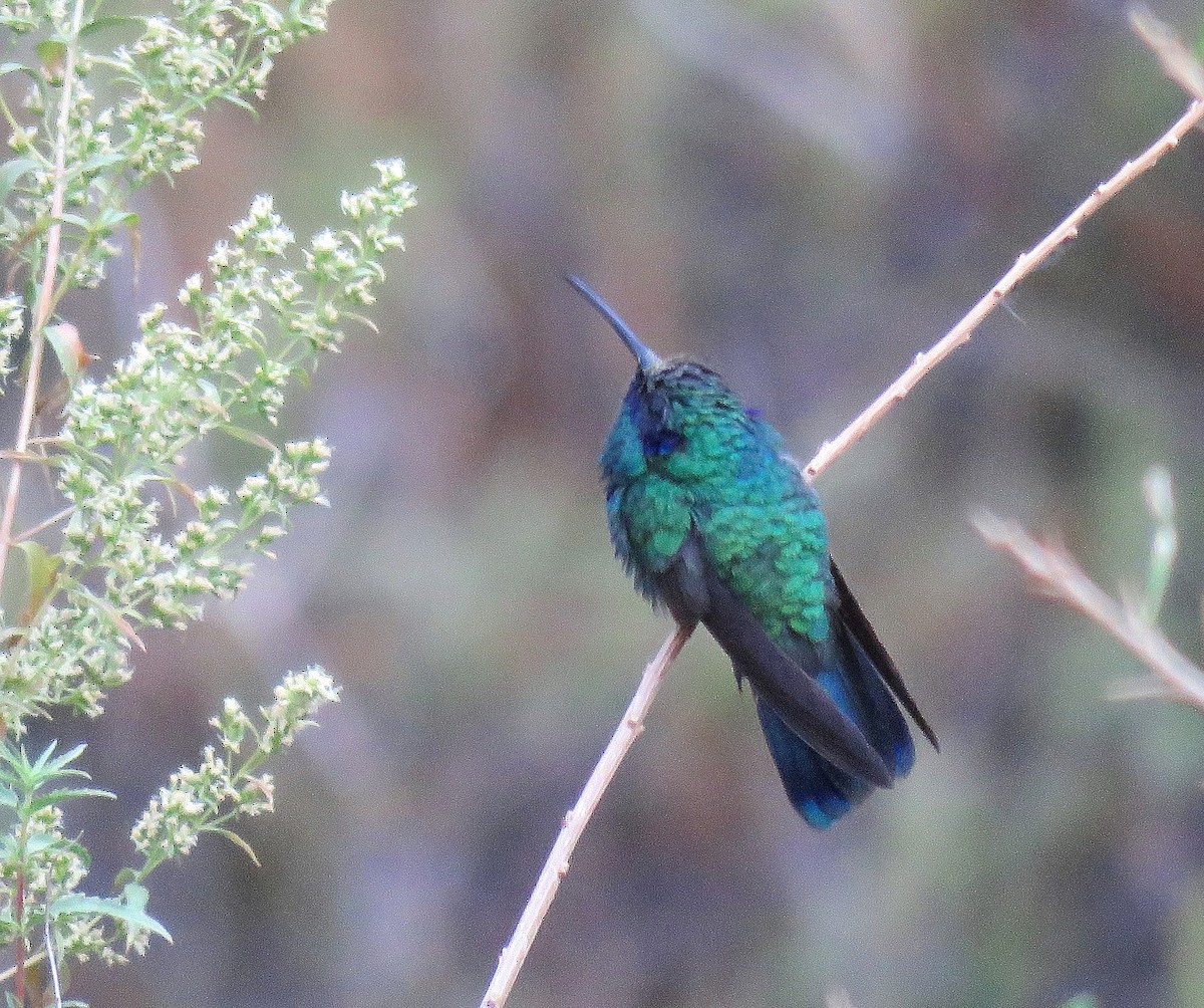 Колібрі іскристий (підвид cyanotus/crissalis) - ML622015704