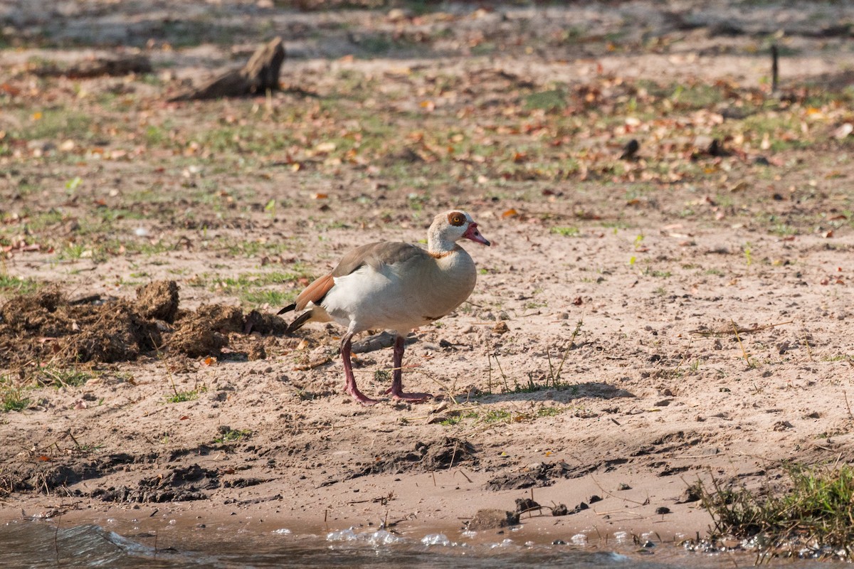Egyptian Goose - ML622015709
