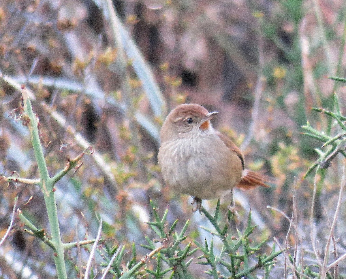 Rusty-fronted Canastero - Marcelo  Zanotti