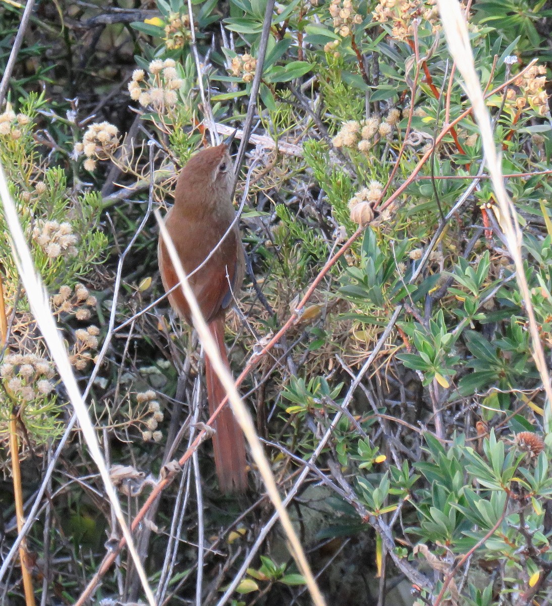 Rusty-fronted Canastero - ML622015750