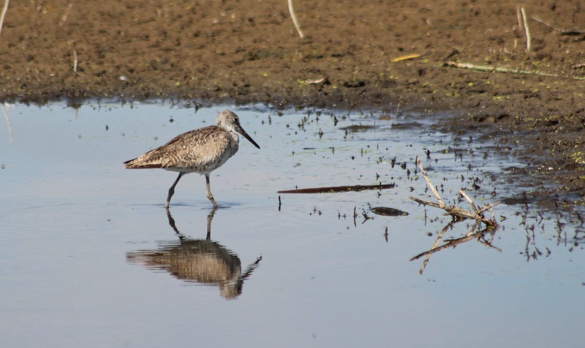 Willet - ML622015775