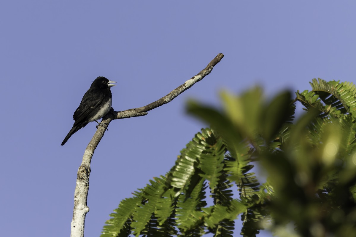 Cone-billed Tanager - Thelma Gátuzzô