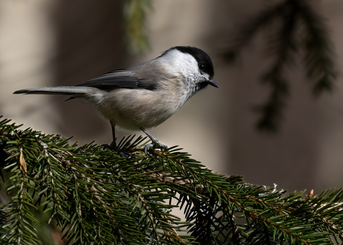 Willow Tit - ML622015798