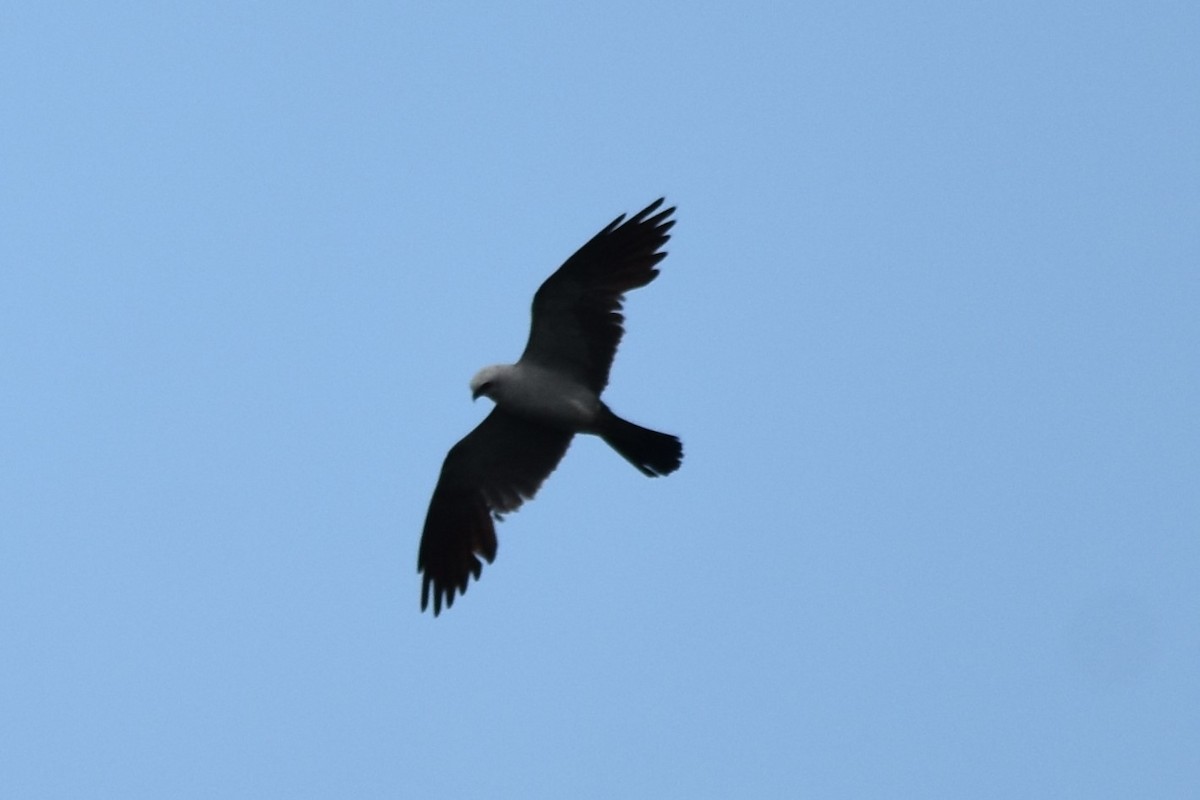 Mississippi Kite - ML622015849