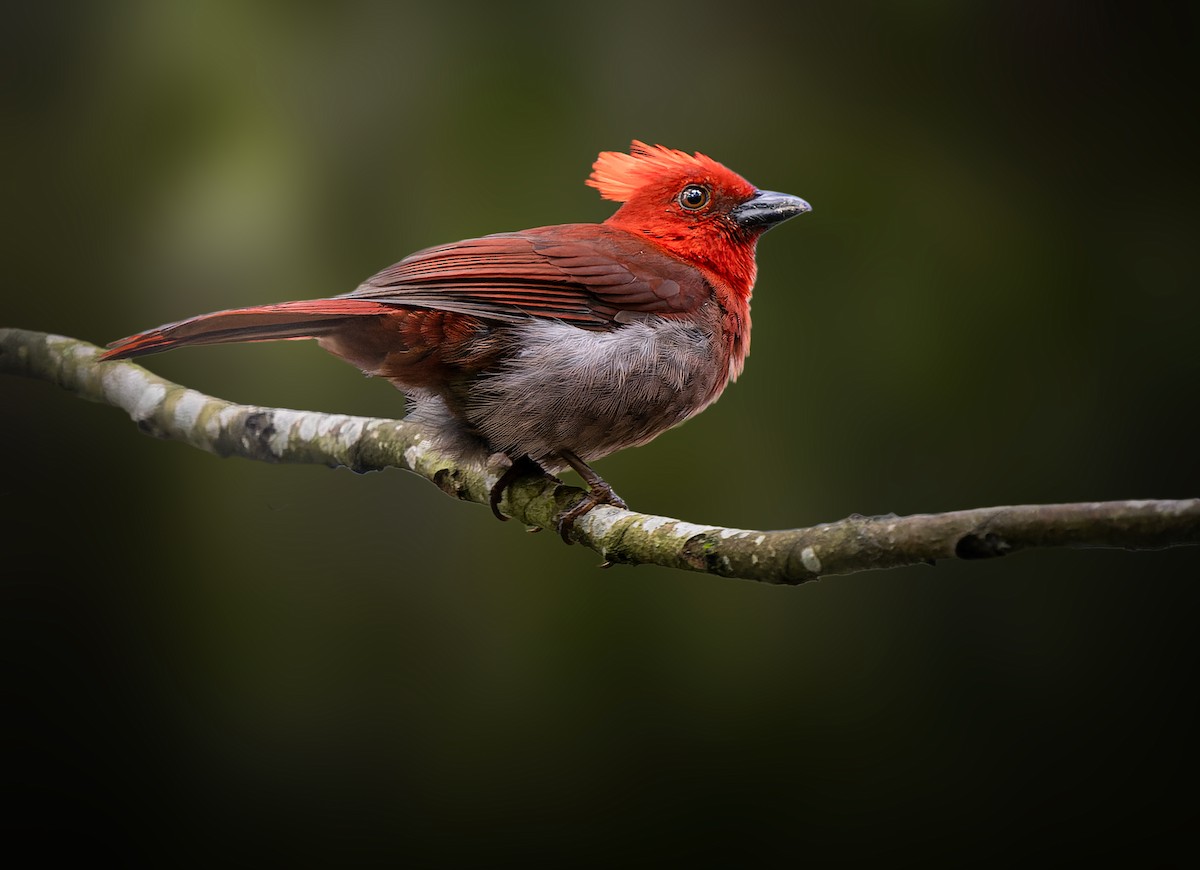 Crested Ant-Tanager - ML622015854