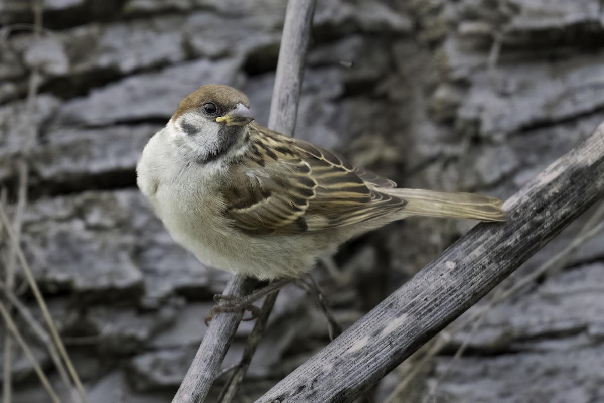 Passera mattugia - ML622015870