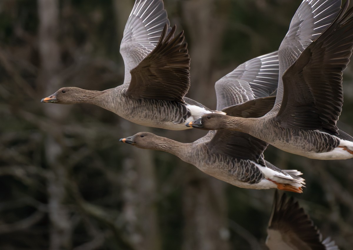 Tundra Bean-Goose - ML622015882