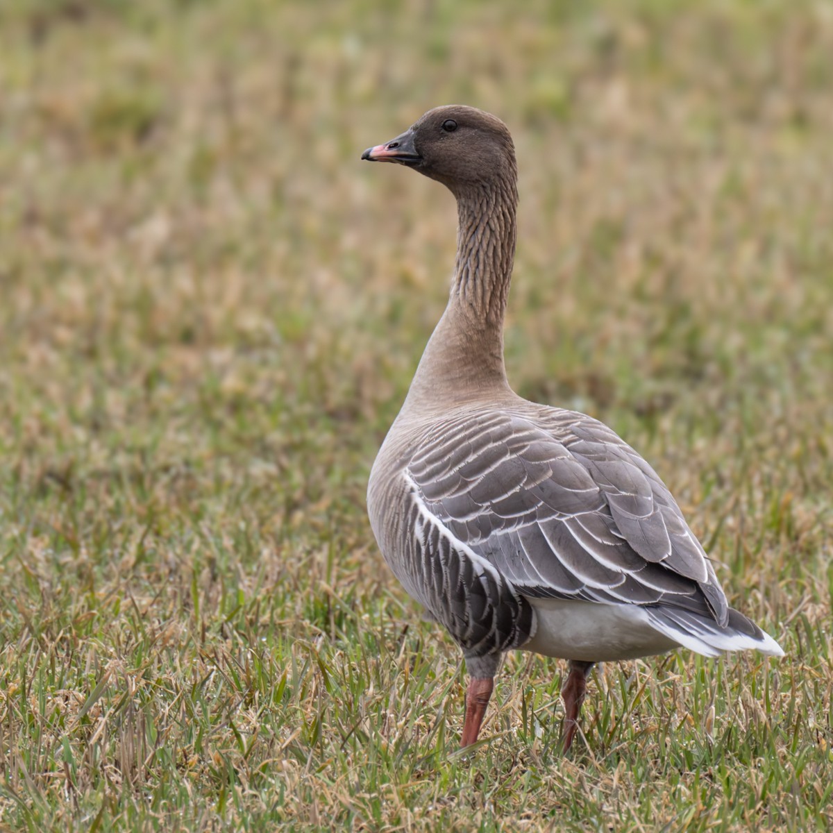 Pink-footed Goose - ML622015885