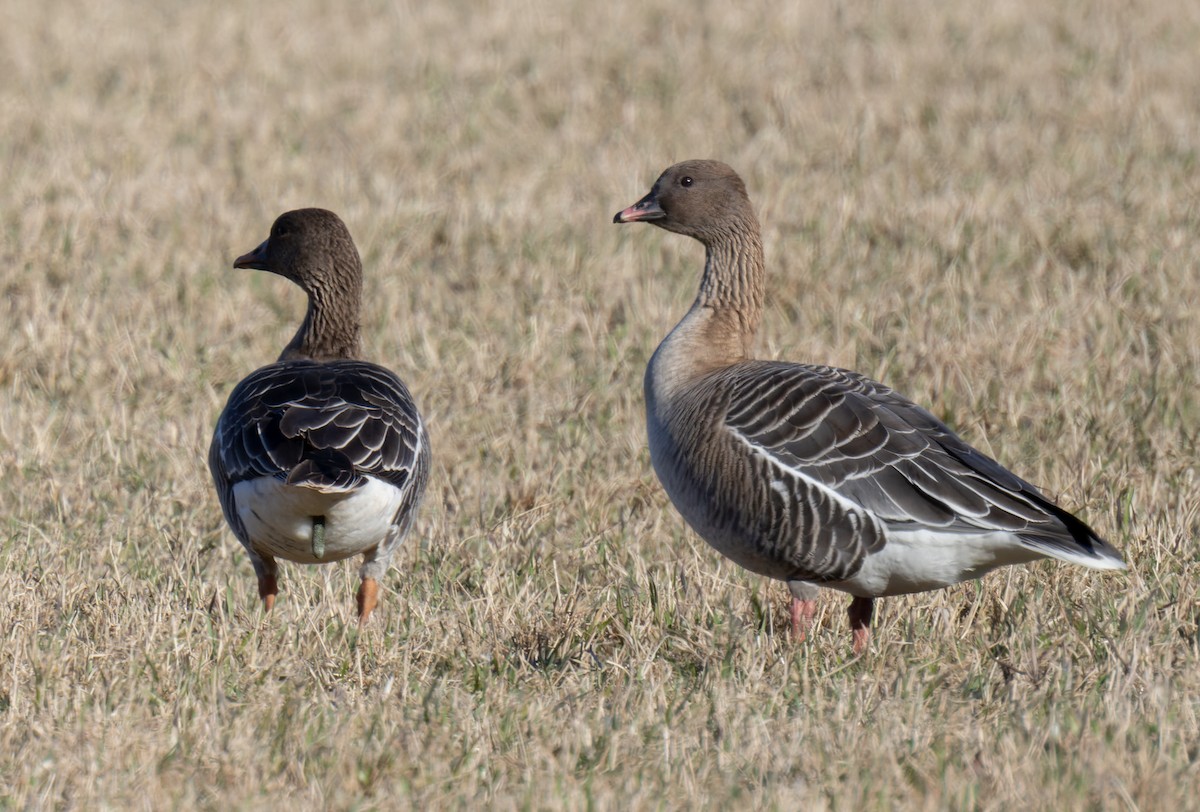 Pink-footed Goose - ML622015886