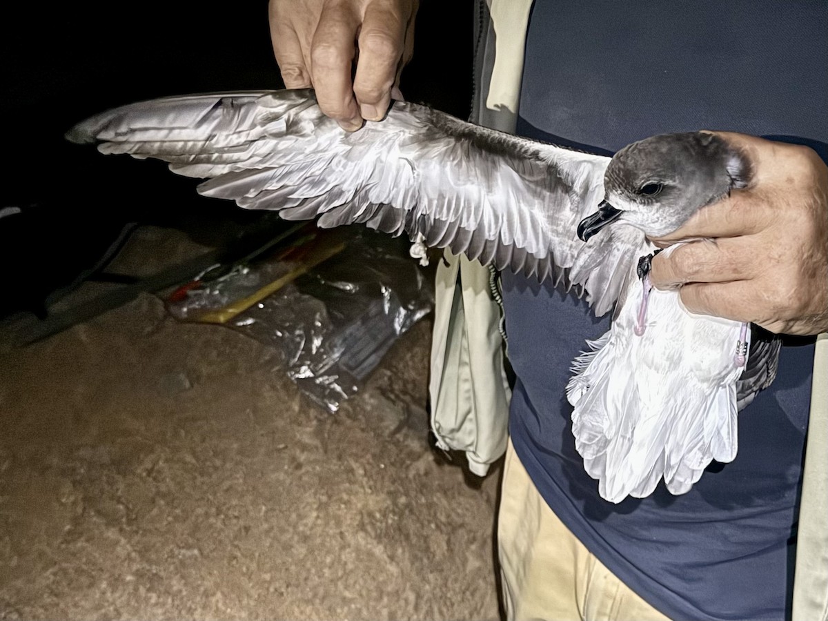 Zino's Petrel - ML622015920