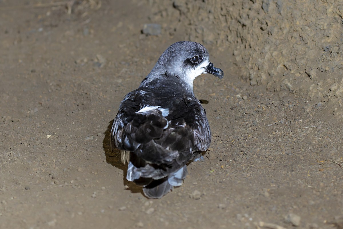 Zino's Petrel - ML622015921