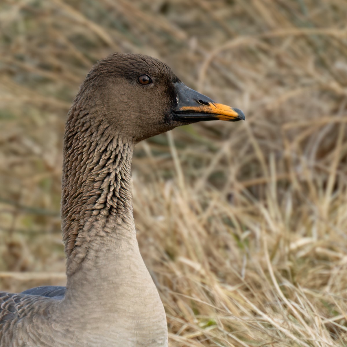 Tundra Bean-Goose - ML622015922