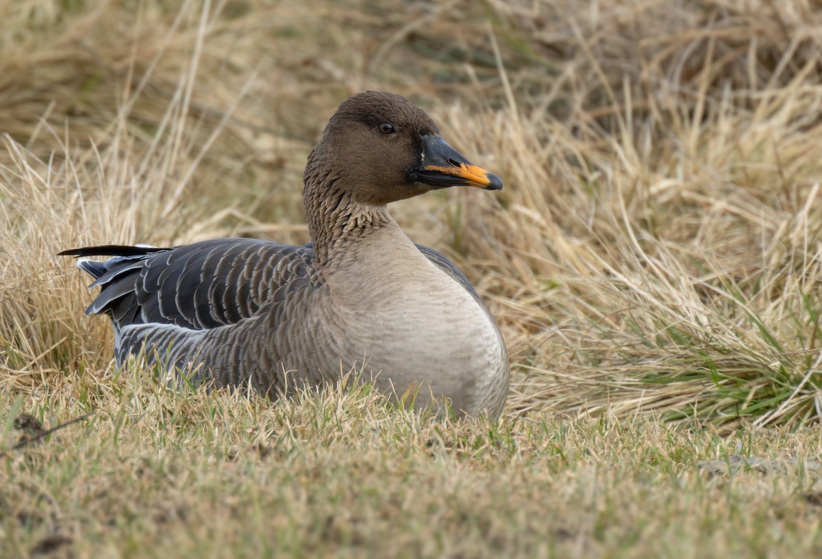 Tundra Bean-Goose - ML622015923