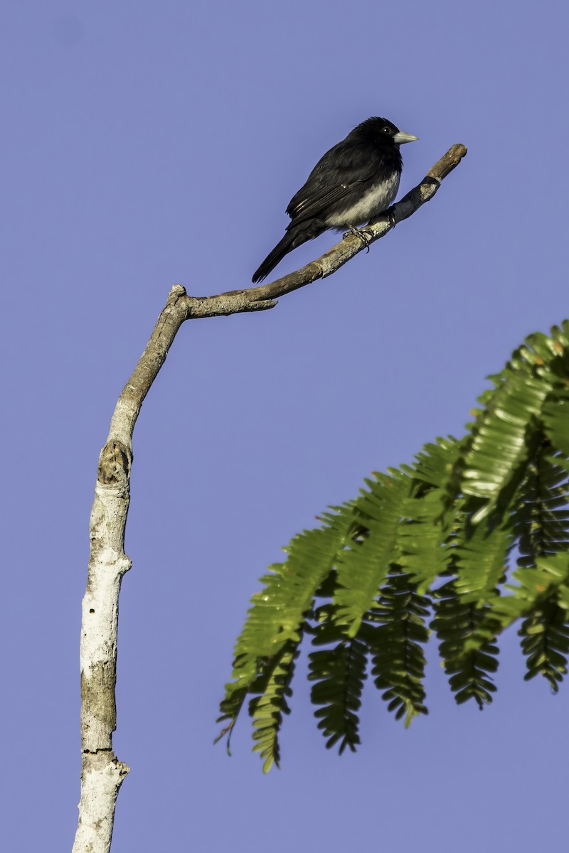 Cone-billed Tanager - ML622015971