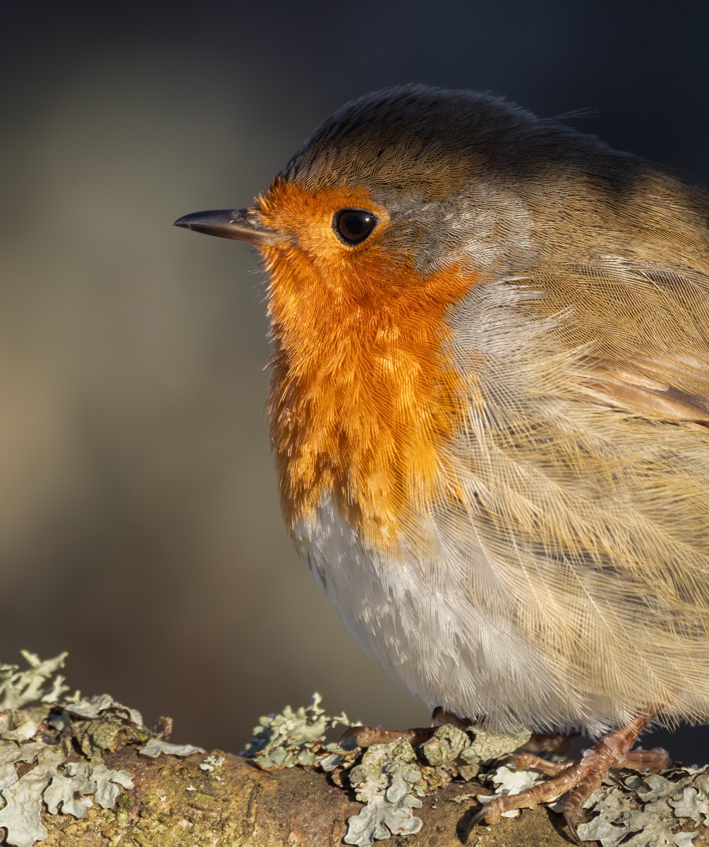 European Robin - ML622015980