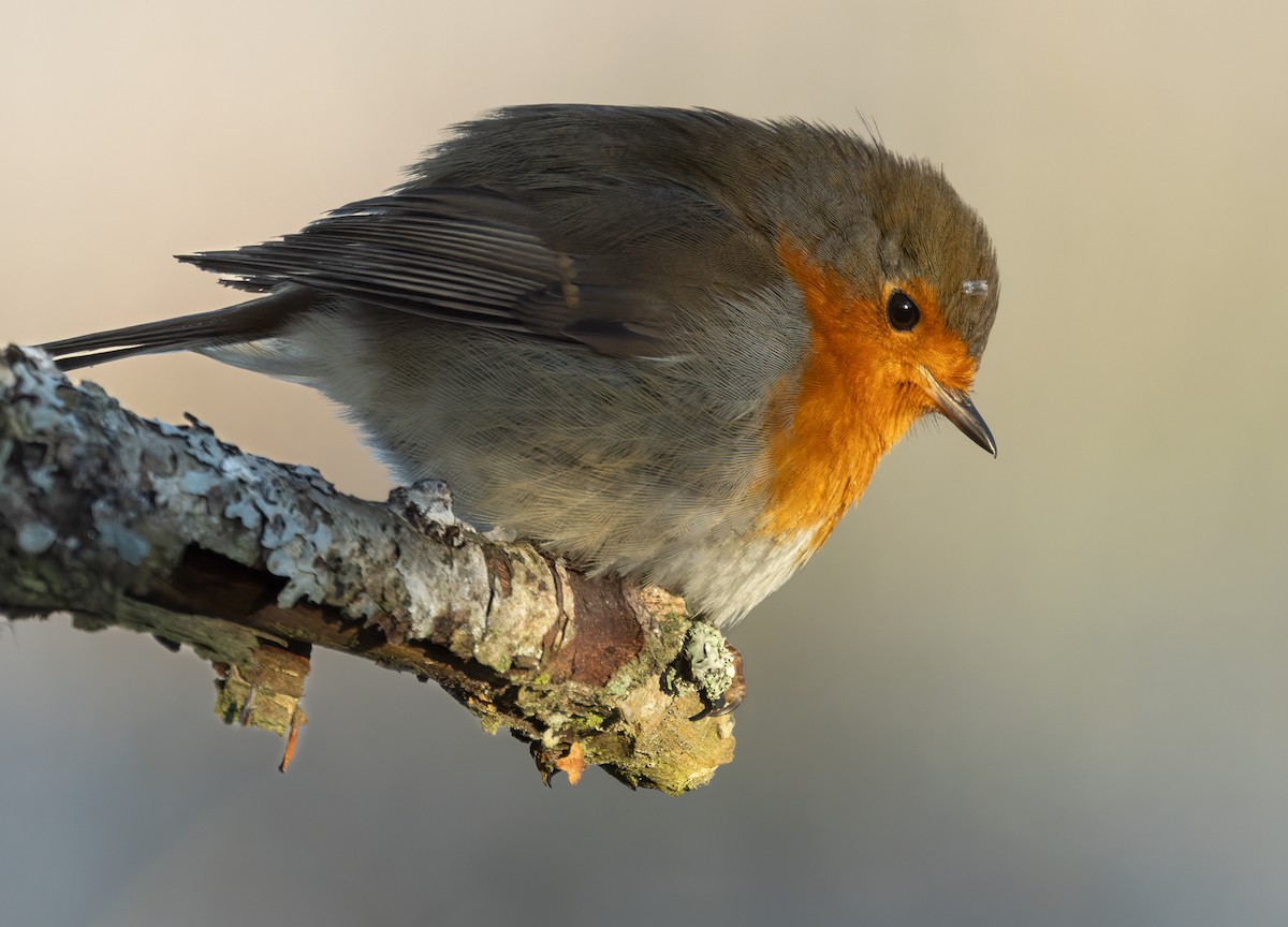 European Robin - ML622015981