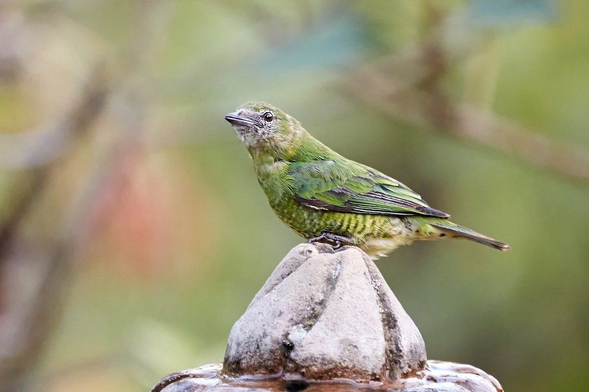 Swallow Tanager - ML622016063