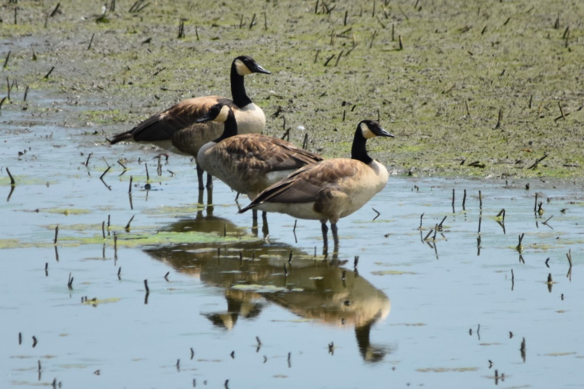 Canada Goose - Mark Greene