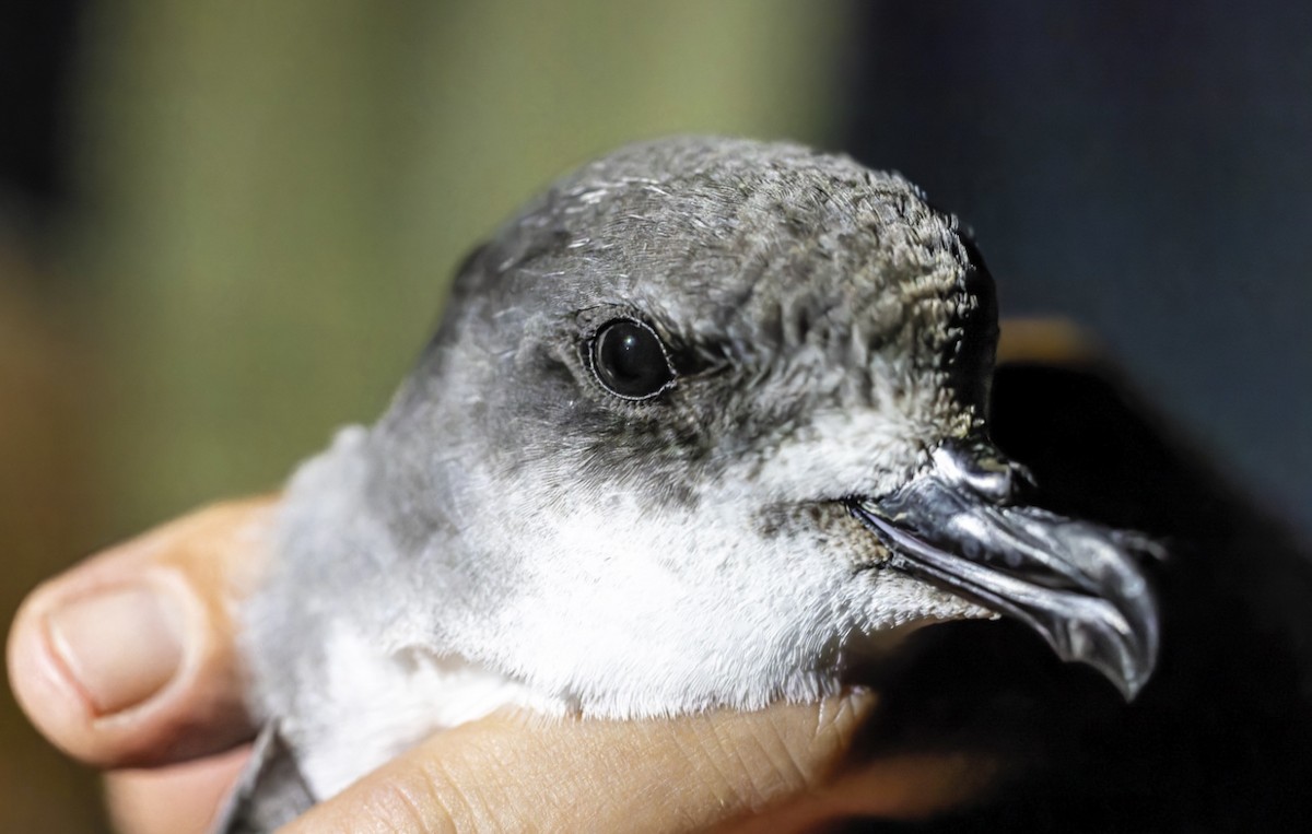 Zino's Petrel - ML622016107