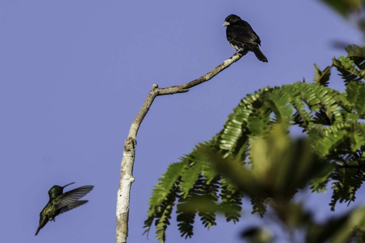 Cone-billed Tanager - ML622016152