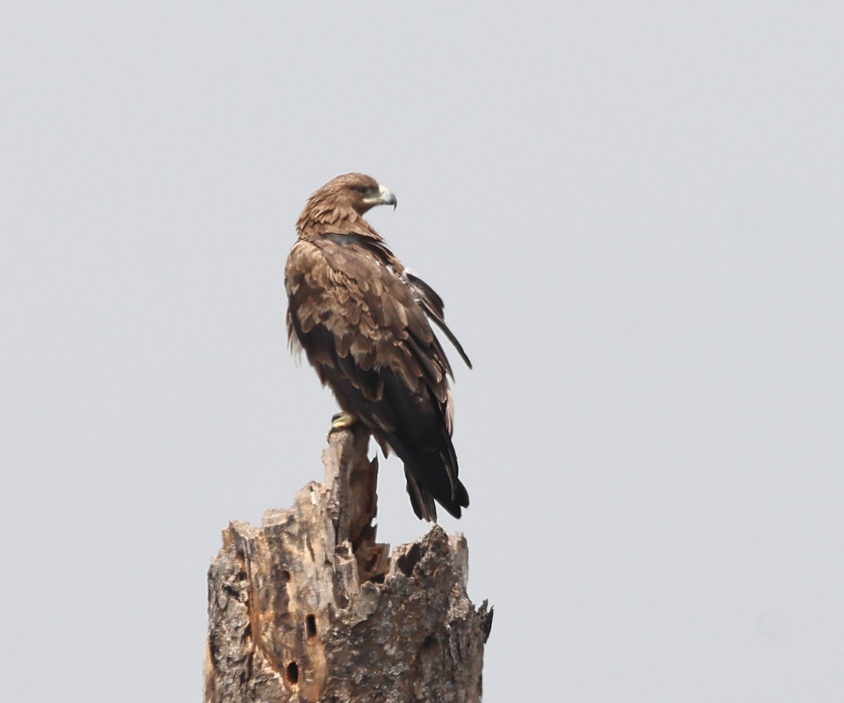Aquila rapace - ML622016216