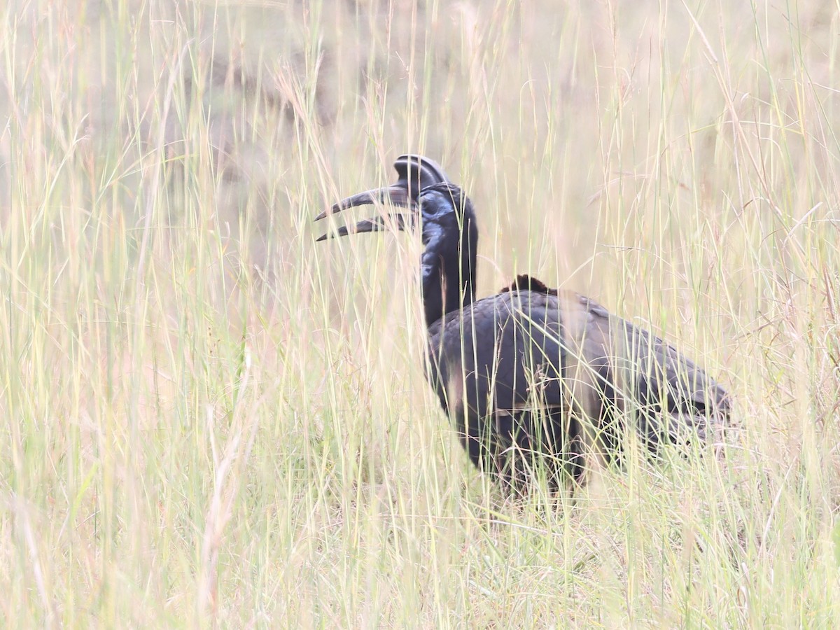 Abyssinian Ground-Hornbill - ML622016243