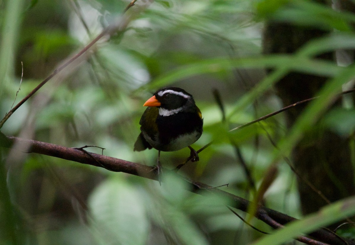 Orange-billed Sparrow - ML622016254