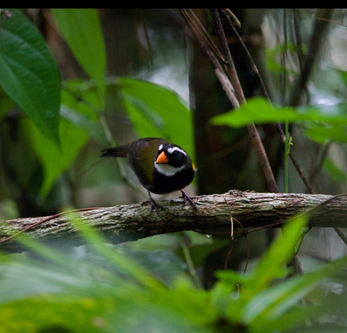 Orange-billed Sparrow - ML622016255