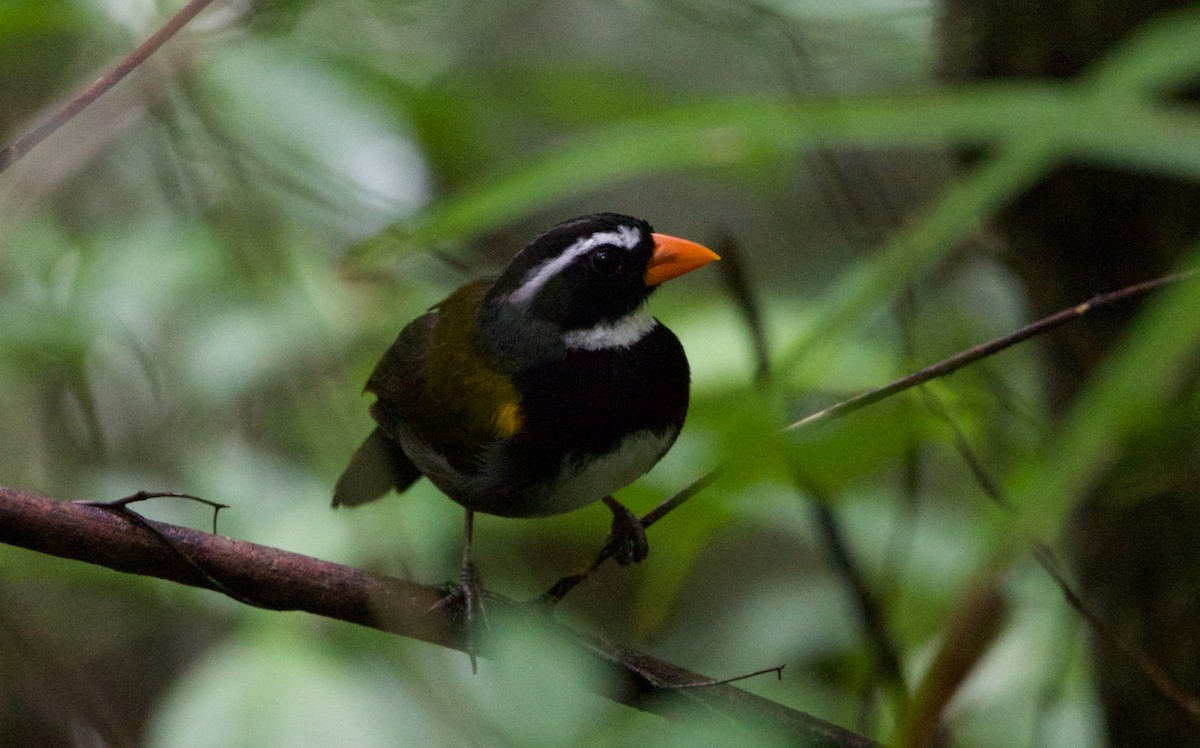 Orange-billed Sparrow - ML622016256
