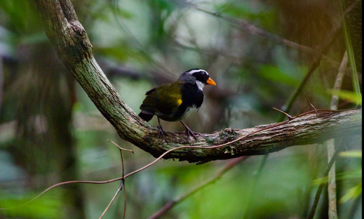 Orange-billed Sparrow - ML622016258