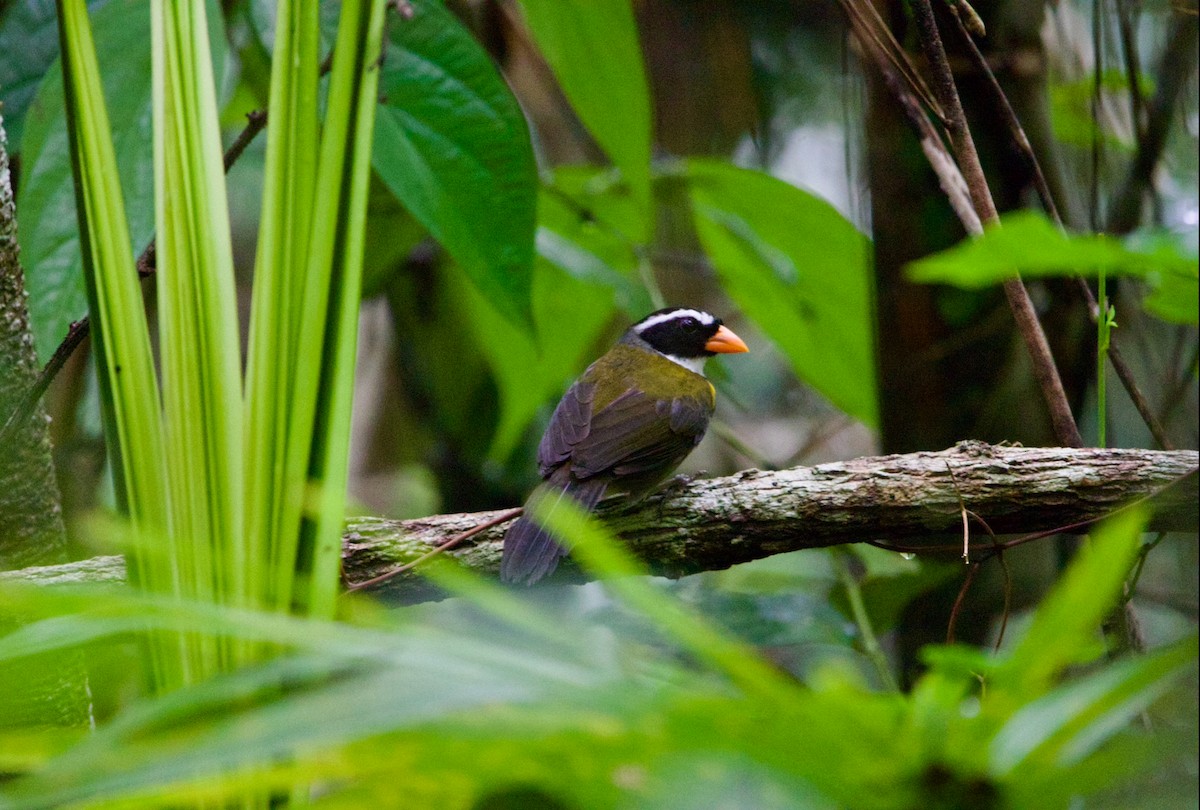 Orange-billed Sparrow - ML622016259