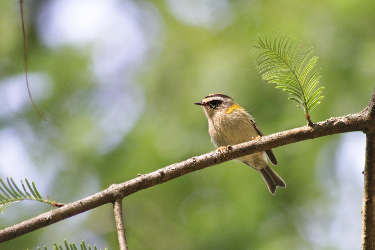 Common Firecrest - ML622016286