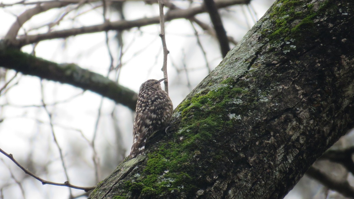 African Spotted Creeper - ML622016323