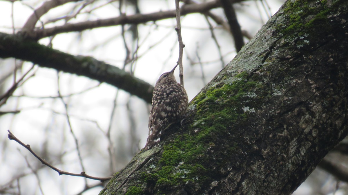 African Spotted Creeper - ML622016325