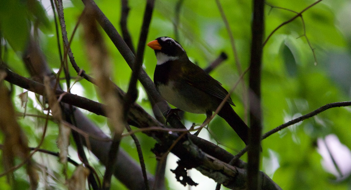Orange-billed Sparrow - ML622016328