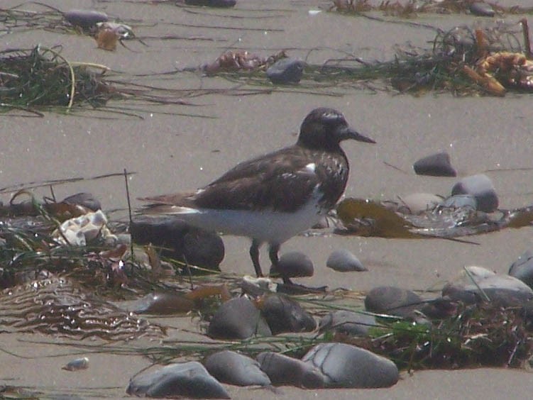 Black Turnstone - ML622016415