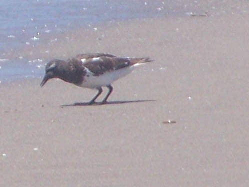 Black Turnstone - ML622016416