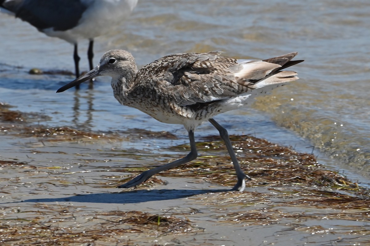 Willet - ML622016482