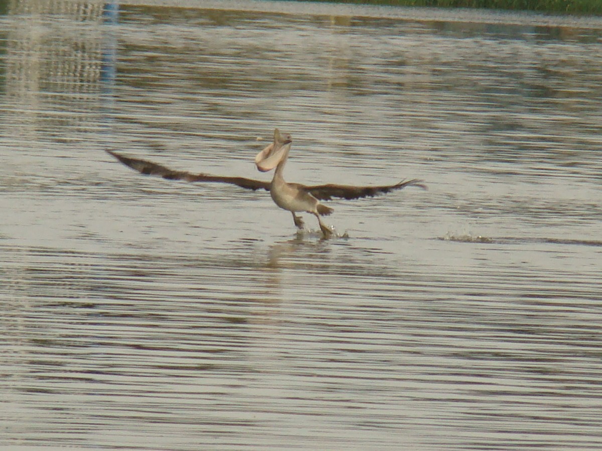 Brown Pelican - Pedro Cabello Maleno