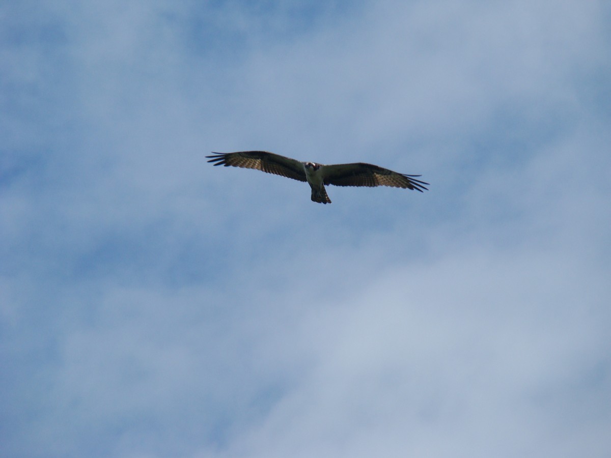 Balbuzard pêcheur - ML622016525