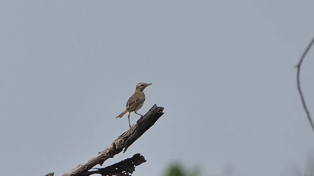 Paddyfield Pipit - ML622016539