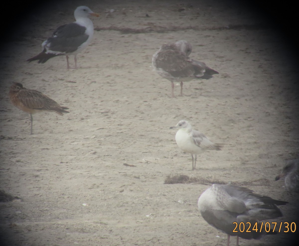 Short-billed Gull - Mark Holmgren