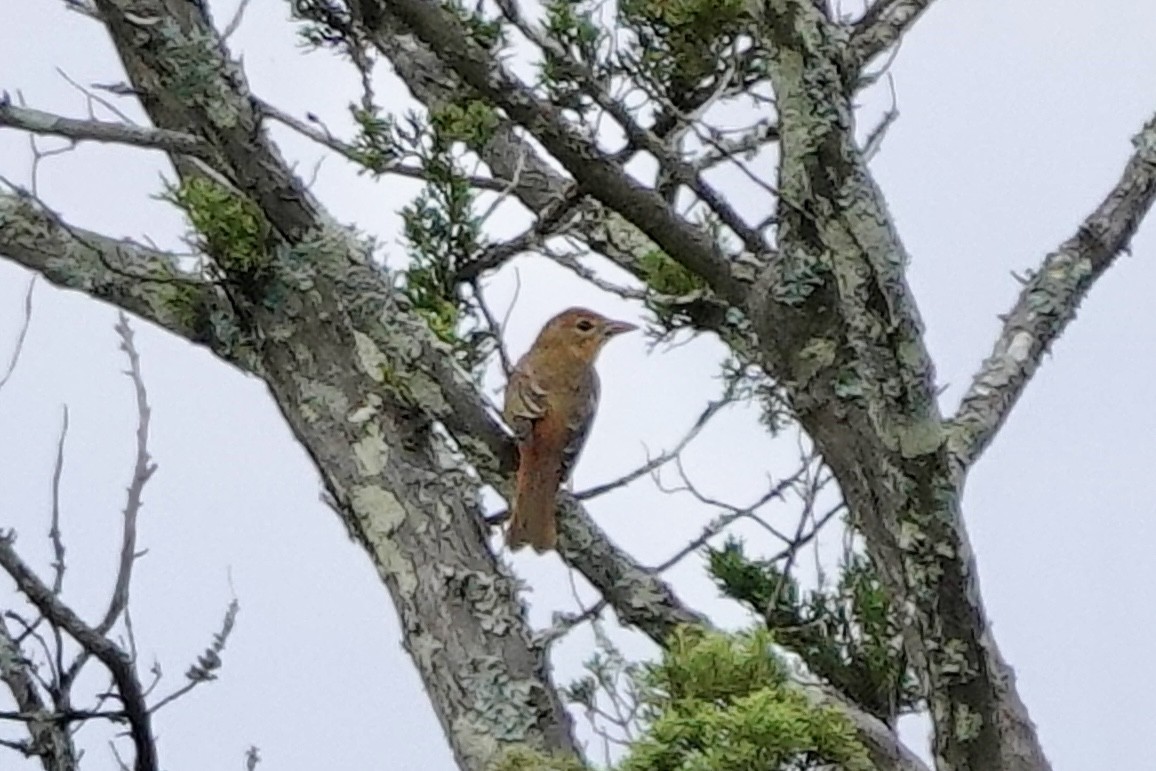 Summer Tanager - ML622016555