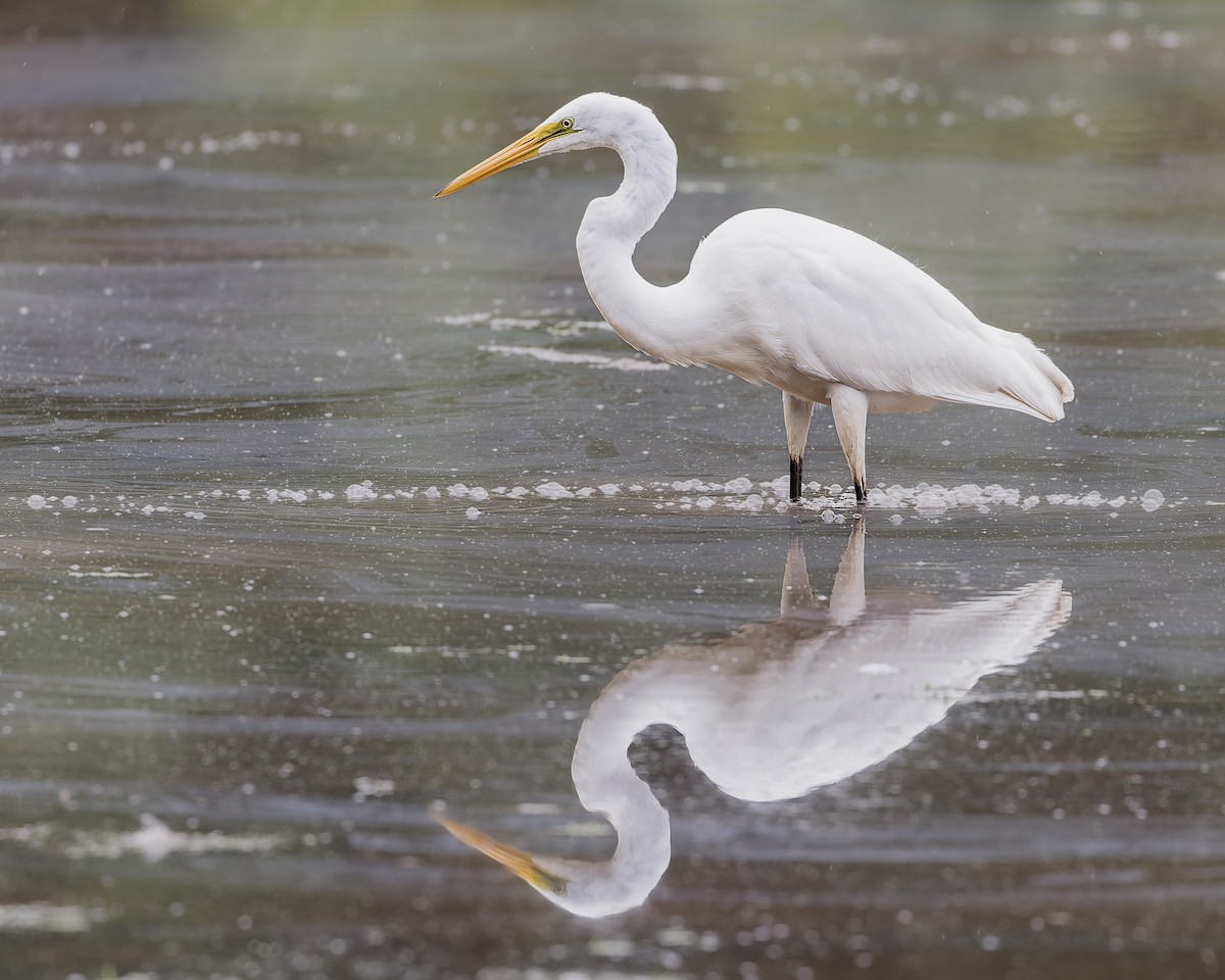 volavka bílá (ssp. egretta) - ML622016566