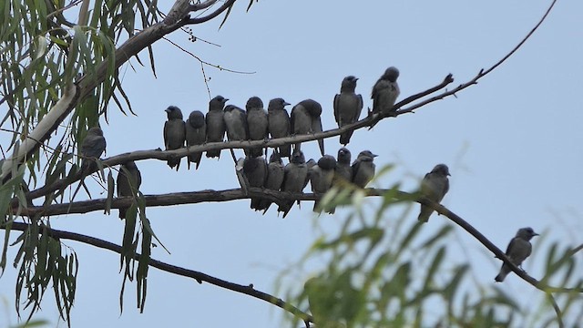 Ashy Woodswallow - ML622016568