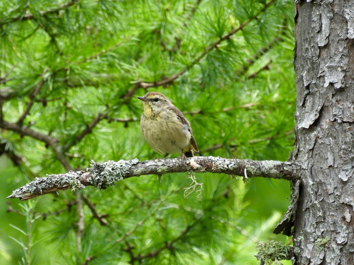 Palm Warbler - ML622016749