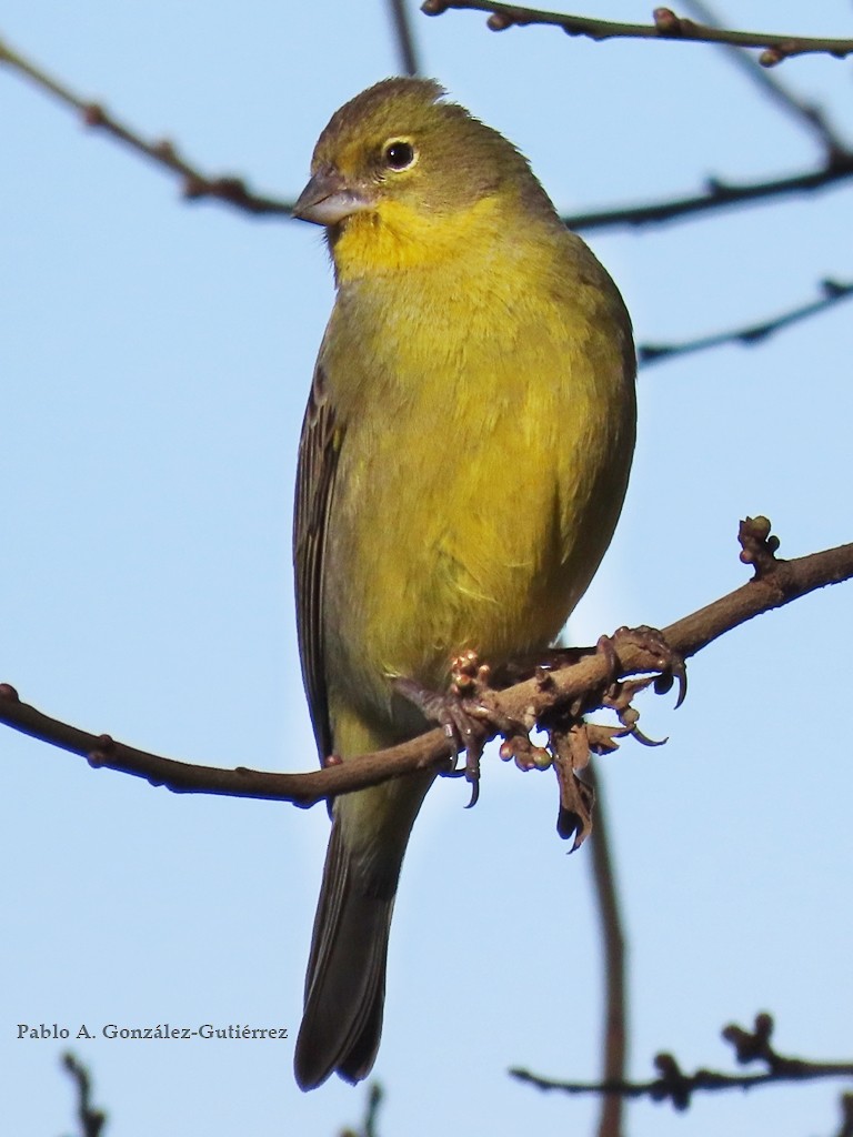 Grassland Yellow-Finch - ML622016792