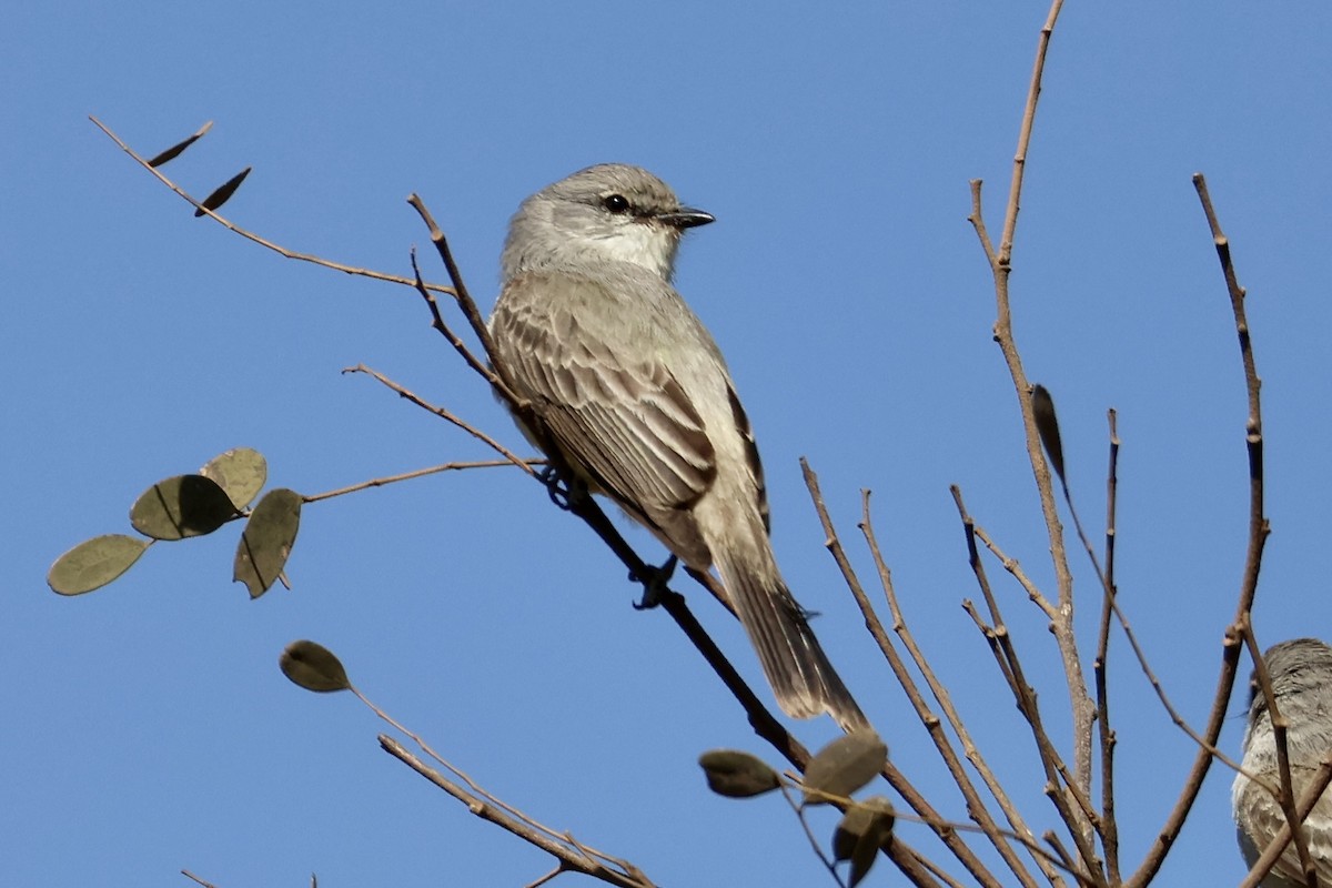 Chapada Flycatcher - ML622016813