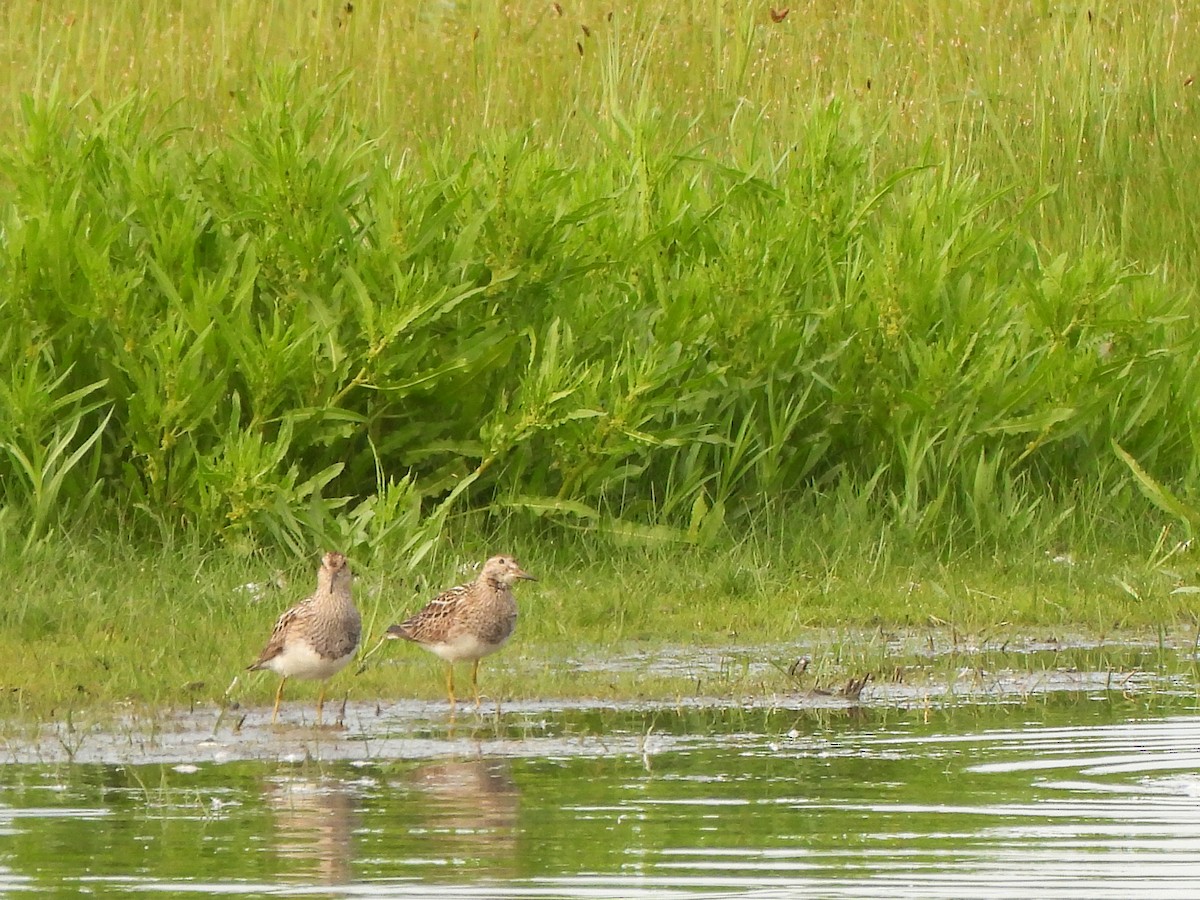 Pectoral Sandpiper - ML622016851