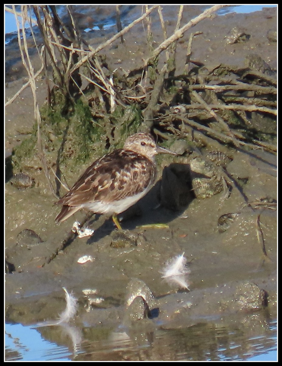 Least Sandpiper - Peter Gordon